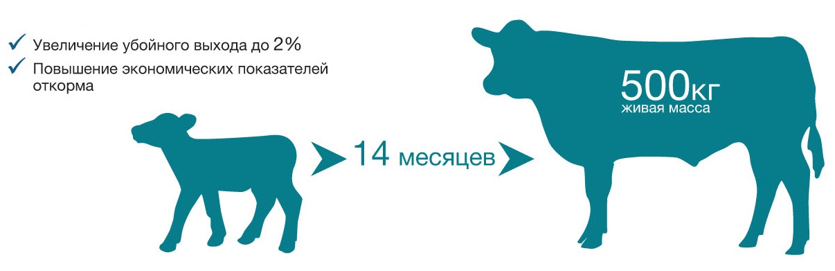 Выросла корова. Выращивание мясных пород КРС. Кормление крупного рогатого скота. Схема откорма Бычков на мясо. Рост коровы.