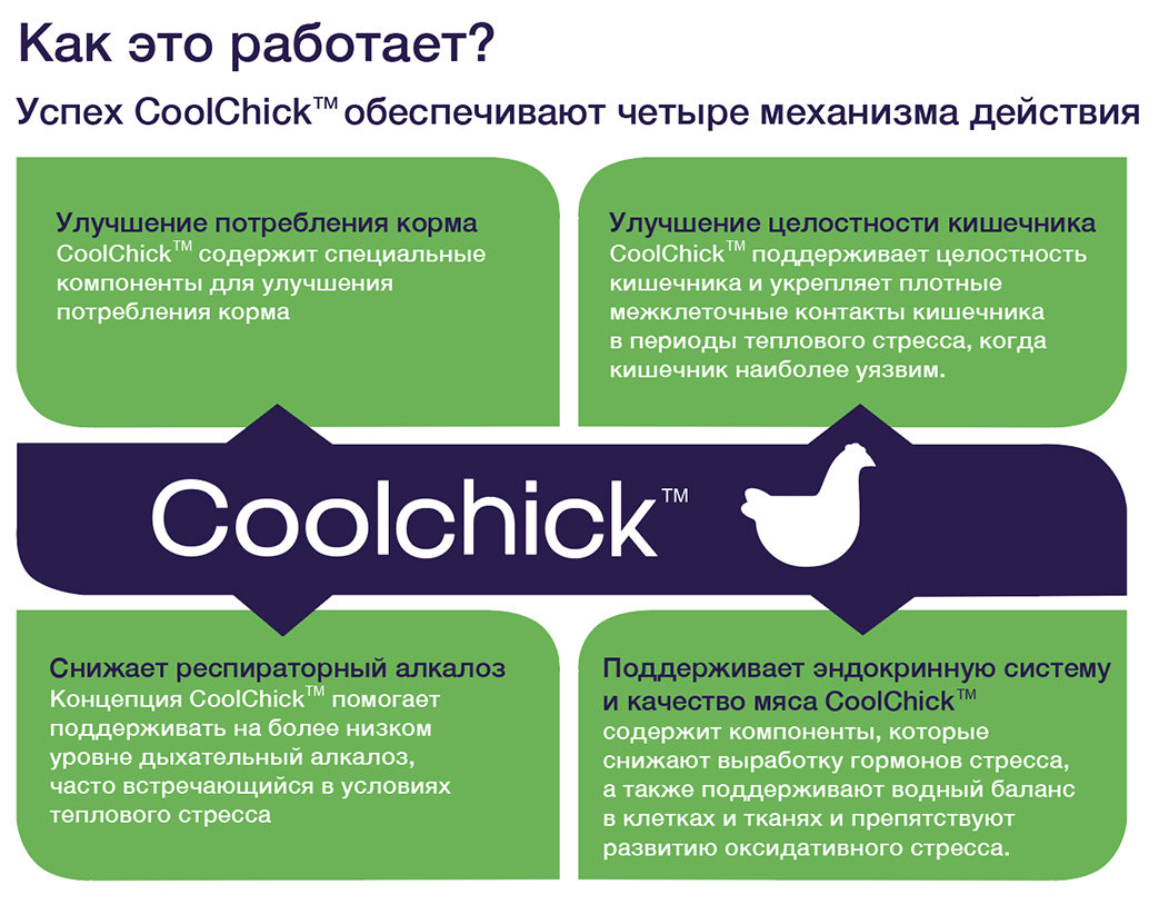 coolchick-3